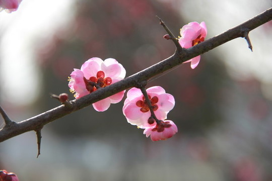 樹枝三