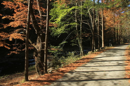 紅樹林