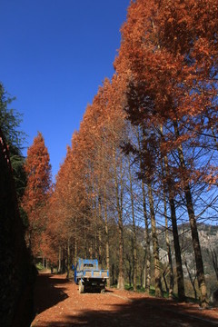 林樹一