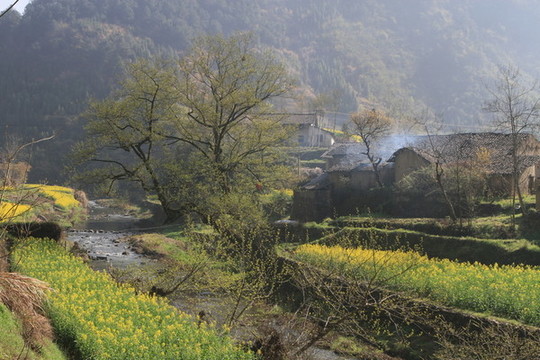油菜花