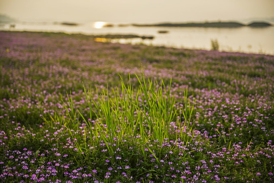 苕籽花