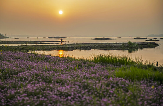 苕籽花