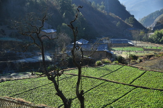 田野