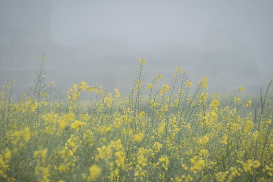 油菜花