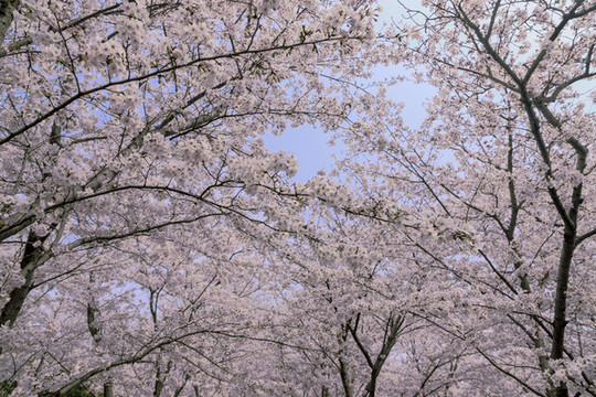 無(wú)錫金匱公園