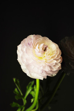 洋牡丹鮮花