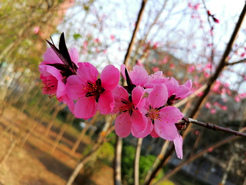 桃花開