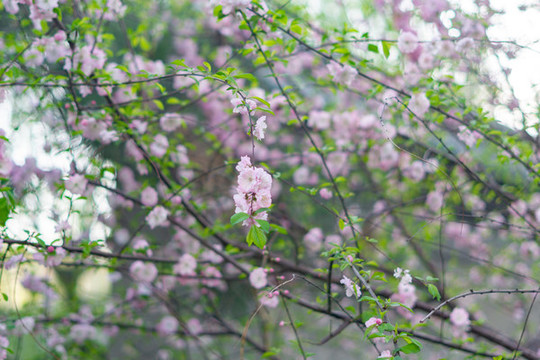 春暖花開