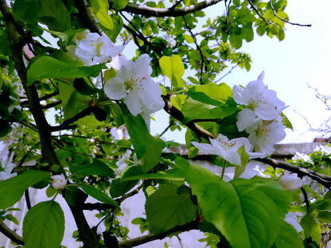 蘋果花