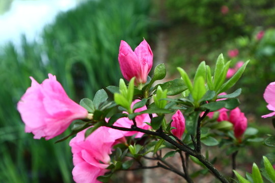 春天枝頭盛開的杜鵑花