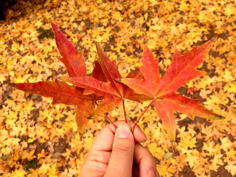 一葉知秋紅楓葉