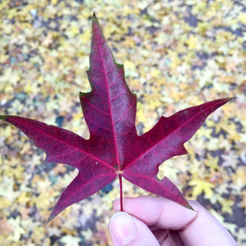 一葉知秋紅楓葉