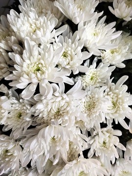 盛開的白菊花