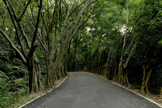 林蔭路