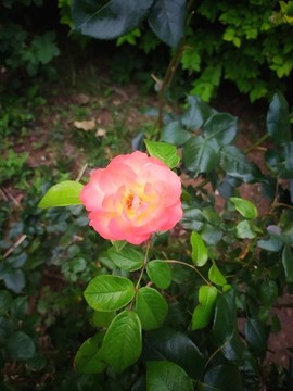 豐花月季