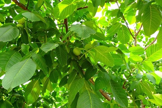 核桃樹