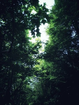 樹葉天空