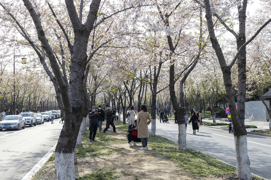 烟花三月樱花盛开的扬州樱花大道
