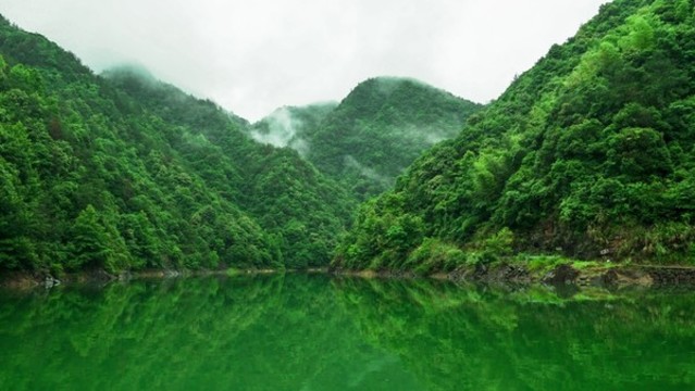 青山綠水自然森林樹林綠色植被