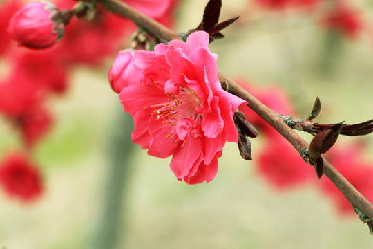 桃花03
