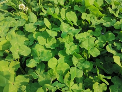 綠色植物