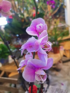 蝴蝶蘭