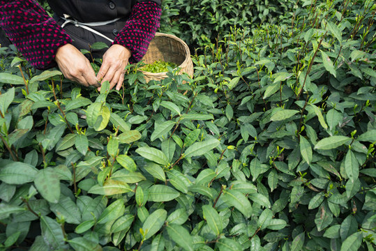 新鮮茶葉采摘