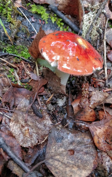 森林里的野生蘑菇