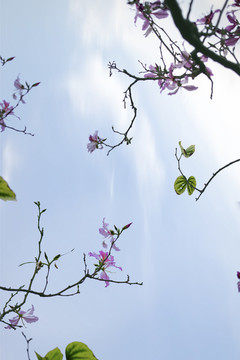 紫荊花