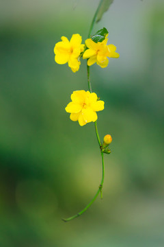 黃素馨花