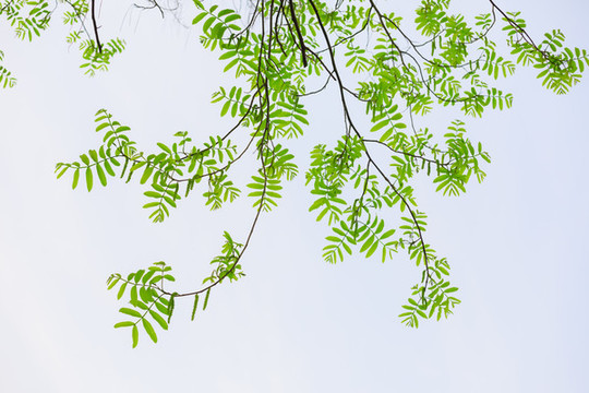 楓楊綠葉新芽