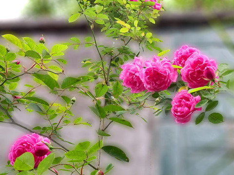 粉紅薔薇