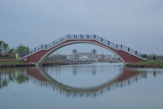 江蘇省淮安市白馬湖向日葵的故事