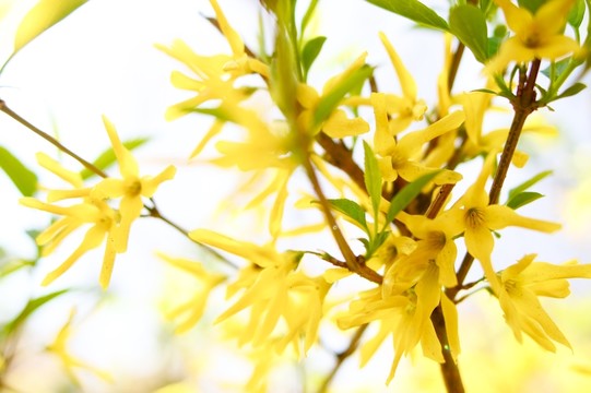 報春花