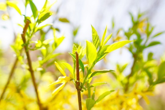 迎春花