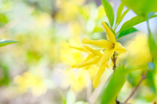連翹花