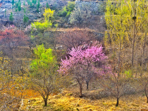 山路與山花006