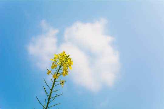 極簡攝影油菜花