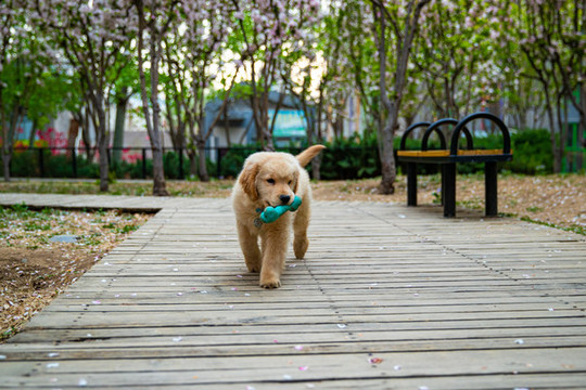 寵物金毛犬