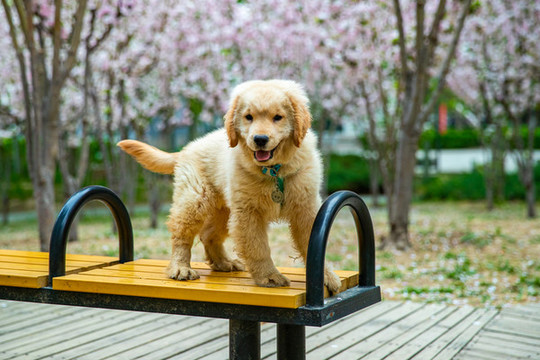 寵物金毛犬