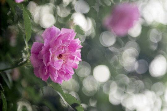 薔薇