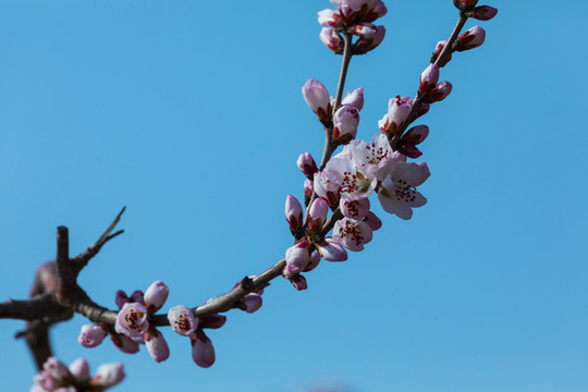 桃花