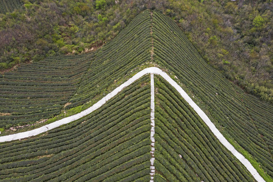 茶山
