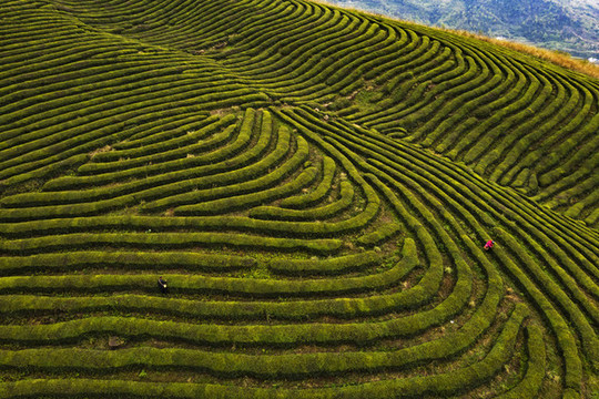 茶山