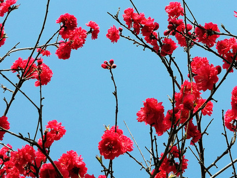 花