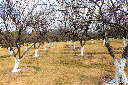 梅花園