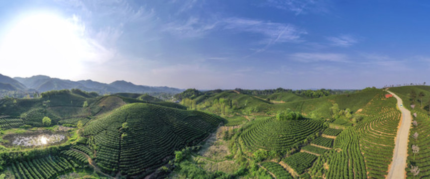 茶田茶園寬幅大圖