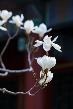 古建筑