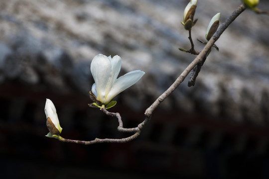 頤和園