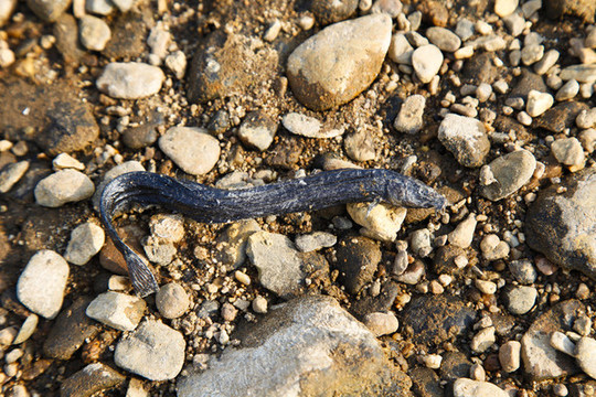 臭魚爛蝦死魚青蛙鲇魚